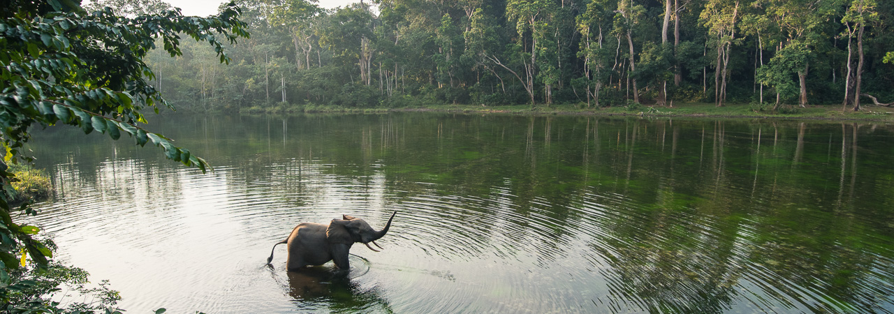 Nouabalé-Ndoki National Park - Northern Congo, Republic of Congo